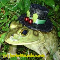 /home//u458753944/public_html/sourcegallery/////////Frogs/More bullfrogs/P6020114.JPG